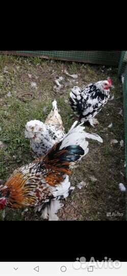 Алтайская бентамка