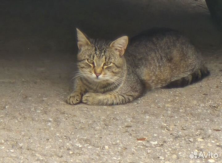 Кот в добрые руки