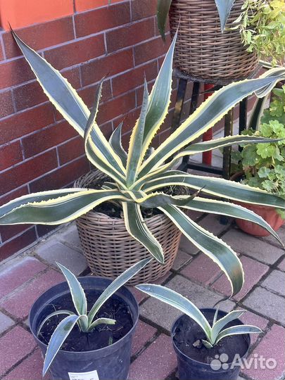 Саженцы Агавы