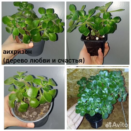 Комнатные цветы