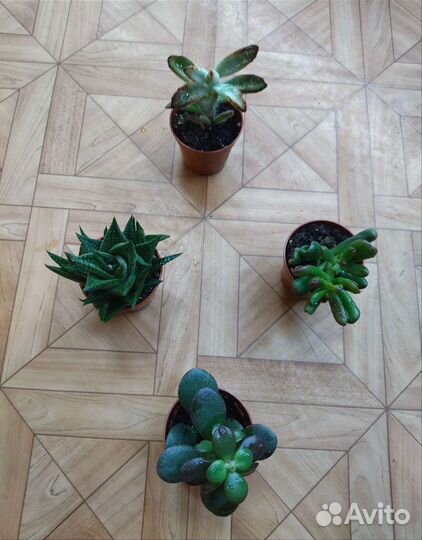 Суккуленты / Succulentus