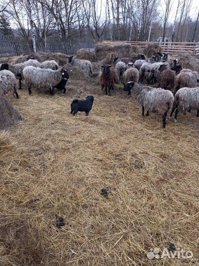 Мясо баранина свежая