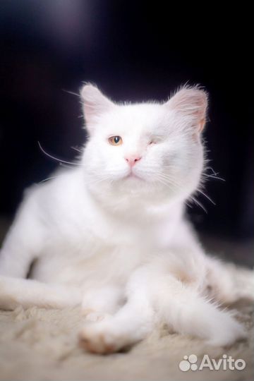 Котик Сахарок