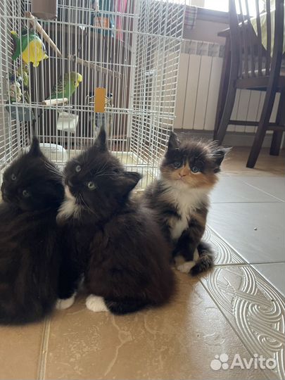 Котята мейн-кун