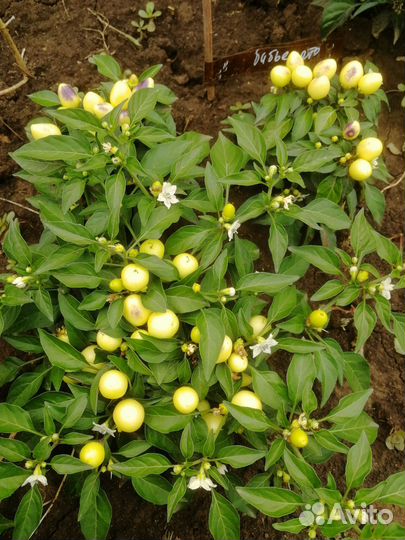 Перец острый, семена