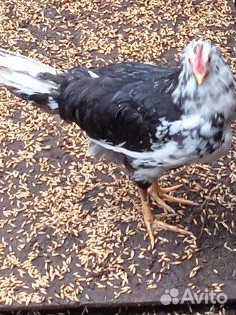 Петухи молодые и годовалые