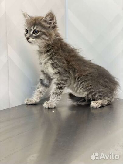 Смоки (3 месяца) негде жить