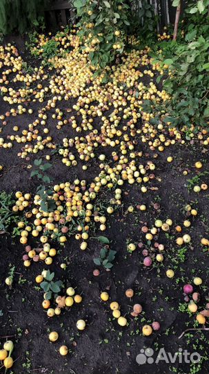 Яблоки бесплатно