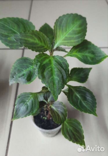 Продам цветы комнатные