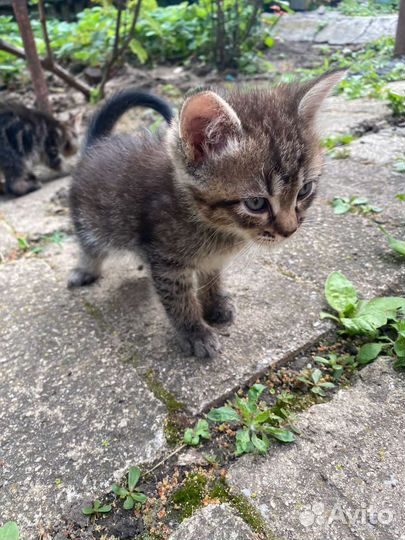 Котята в добрые руки бесплатно