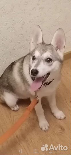 Собаки бесплатно в добрые руки щенки