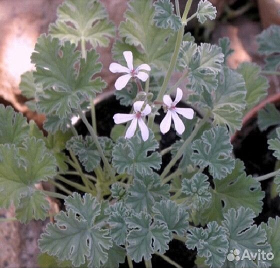Комнатные цветы растение Герань душистая плектрант