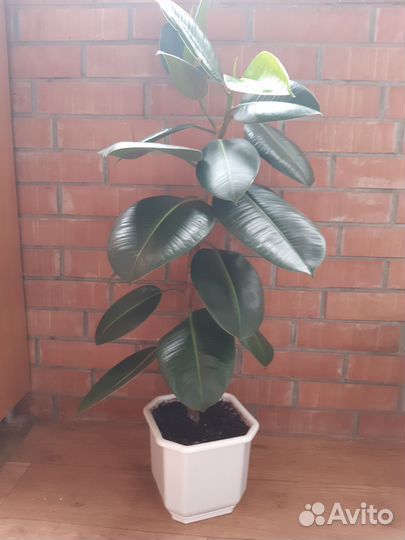 Фикус эластика робуста