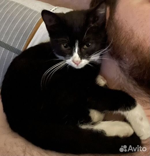 Котята в добрые руки бесплатно