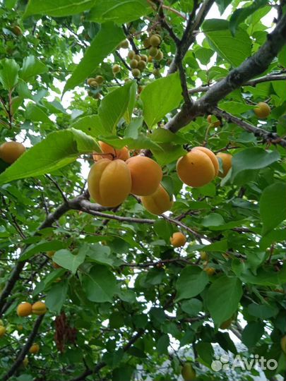 Саженцы абрикос