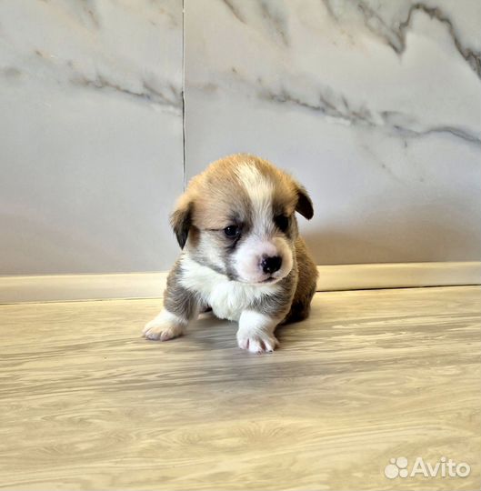 Щенки вельш-корги пемброк