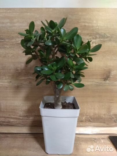 Толстянка крассула денежное дерево