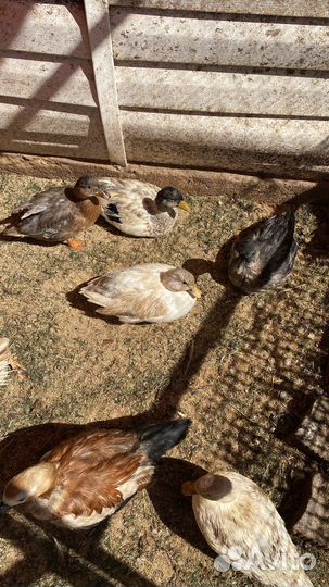 Утки мини галсики