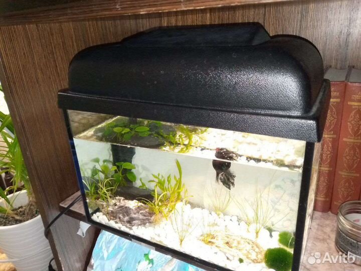 Рыба Петушок с аквариумом