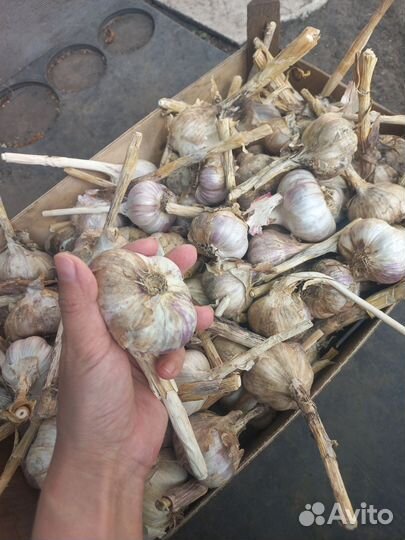 Чеснок деревенский