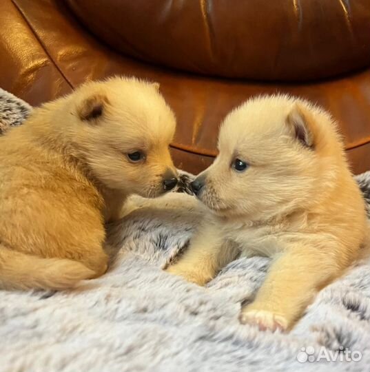 Шикарные девочки Шипперке