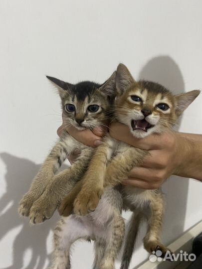 Котята Абисснки