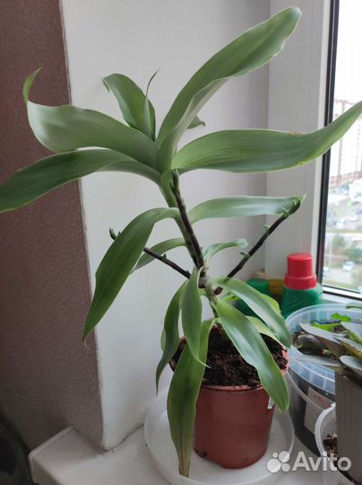 Растение золотой ус, толстянка, Спатифиллум