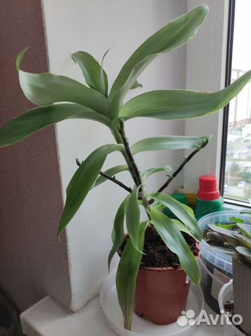 Растение золотой ус, толстянка, Спатифиллум