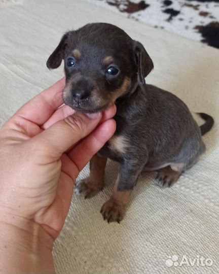 Той-терьер щенки