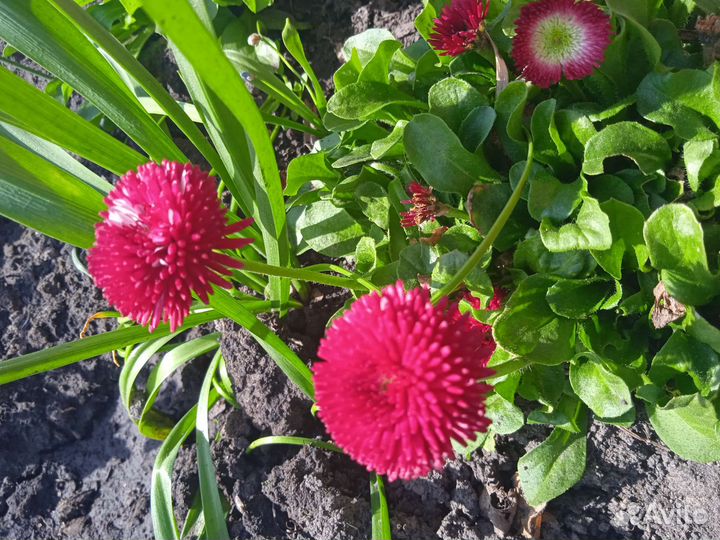 Маргаритки махровые