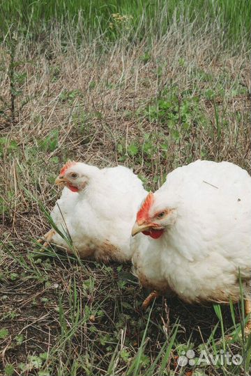 Фермерская курица