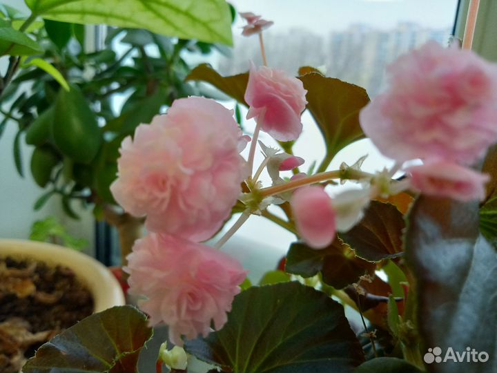 Комнатные растения разные цветы