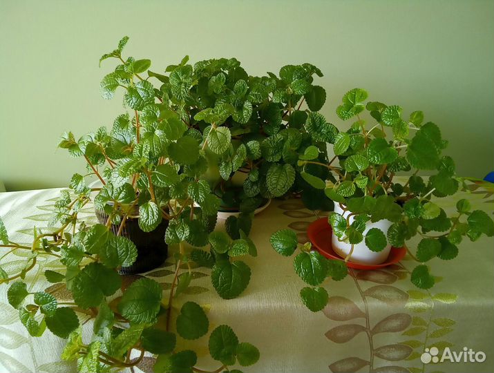 Пилея монетолистная