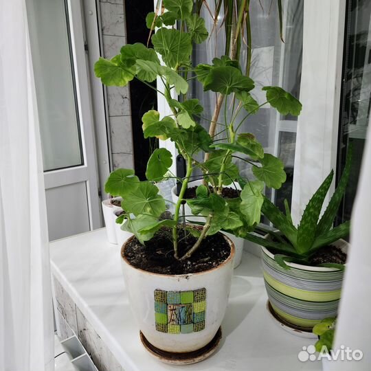 Герань пеларгония цветущее растение