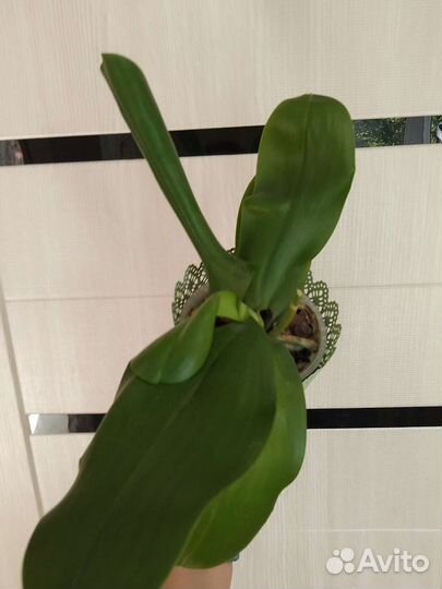 Ароматная орхидея Лиодоро с горшком)