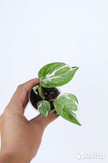 Сциндапсусы, эпипремнумы