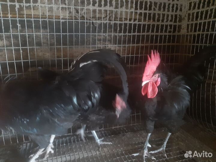 Куры синь синь дянь