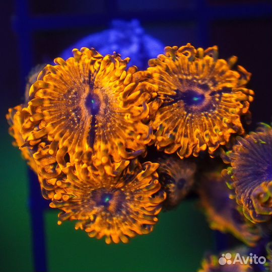 Морские кораллы