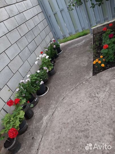 Цветы герани и толстянки