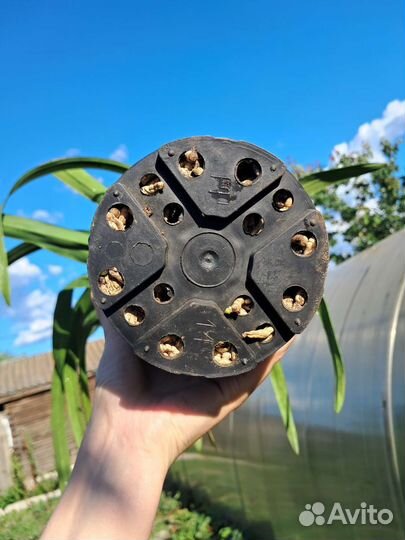 Орхидея цимбидиум