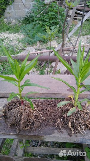 Физостегия