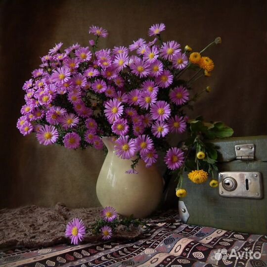 Сентябрин - виргинская Астра - очарование осени