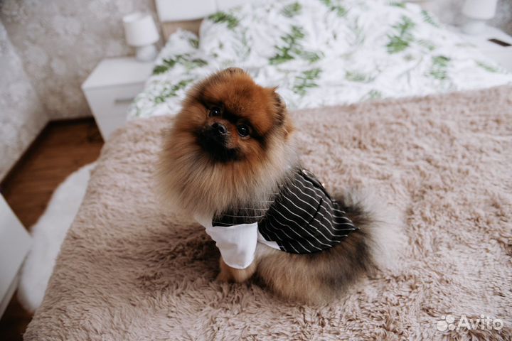 Одежда для маленьких собак