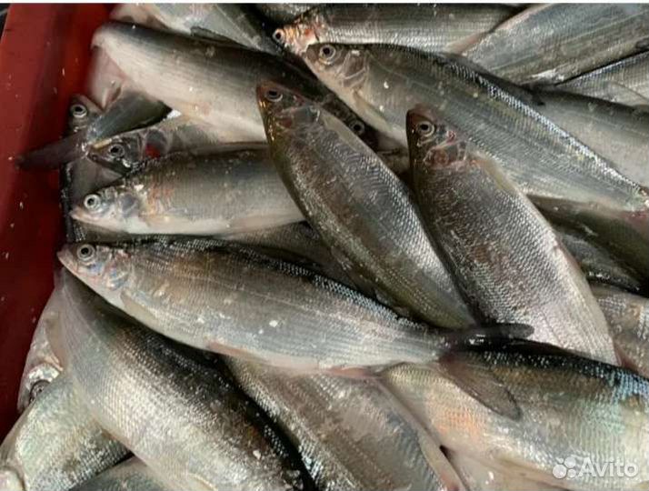 Рыба свежемороженая