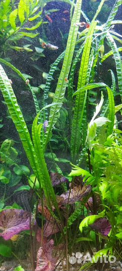 Растения для аквариума