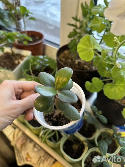 Крассула толстянка