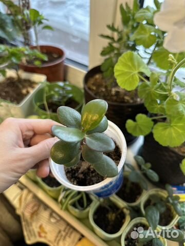 Крассула толстянка