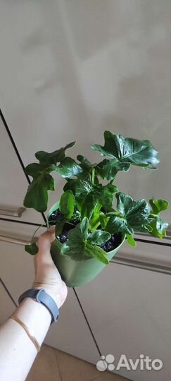 Филодендрон атом