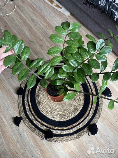 Замиокулькас