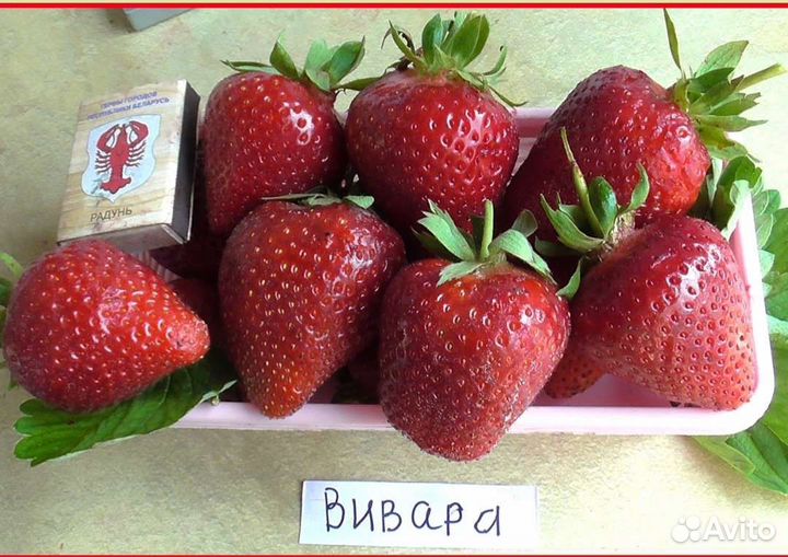 Клубника ремонтантная